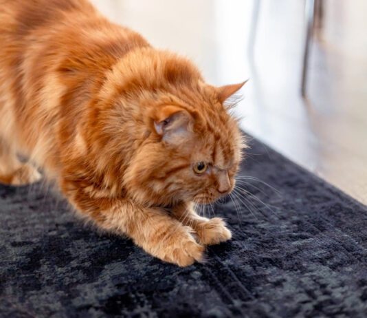 Katė drasko kilimą? Veterinarai pataria, kaip tai sustabdyti Katė drąsko kilimą.