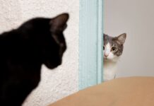 4 ženklai, kad katė gali užpulti – kaip to išvengti Katė gali užpulti. Katė ruošiasi pulti.