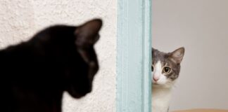 4 ženklai, kad katė gali užpulti – kaip to išvengti Katė gali užpulti. Katė ruošiasi pulti.