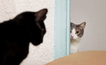 4 ženklai, kad katė gali užpulti – kaip to išvengti Katė gali užpulti. Katė ruošiasi pulti.