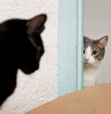 4 ženklai, kad katė gali užpulti – kaip to išvengti Katė gali užpulti. Katė ruošiasi pulti.