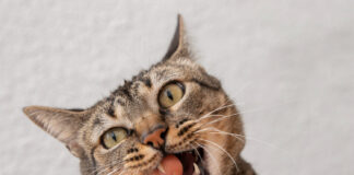 Katė kandžioja jus? Tai gali reikšti visai ne agresiją Katė kandžioja.