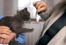 Katė suėdė užnuodytą pelę: ką daryti nedelsiant Katė suėdė užnuodytą pelę.