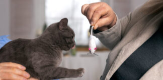 Katė suėdė užnuodytą pelę: ką daryti nedelsiant Katė suėdė užnuodytą pelę.