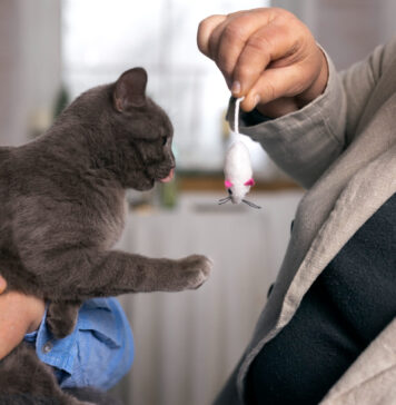 Katė suėdė užnuodytą pelę: ką daryti nedelsiant Katė suėdė užnuodytą pelę.