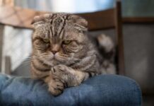 Katė elgiasi keistai? Tai gali būti depresijos ženklas Katės depresijos požymiai.