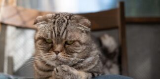 Katė elgiasi keistai? Tai gali būti depresijos ženklas Katės depresijos požymiai.