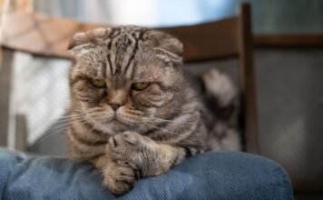 Katė elgiasi keistai? Tai gali būti depresijos ženklas Katės depresijos požymiai.