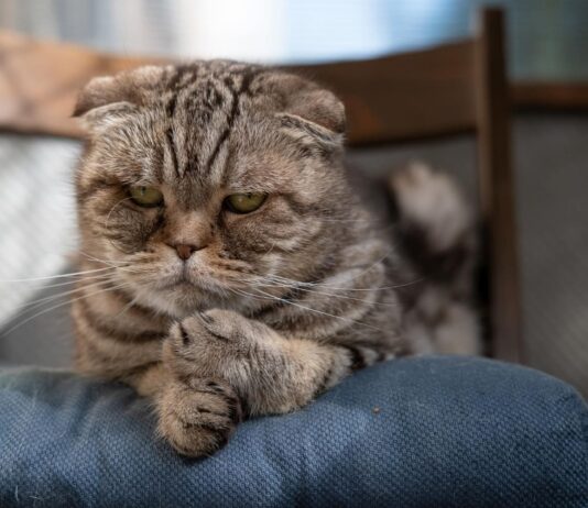 Katė elgiasi keistai? Tai gali būti depresijos ženklas Katės depresijos požymiai.