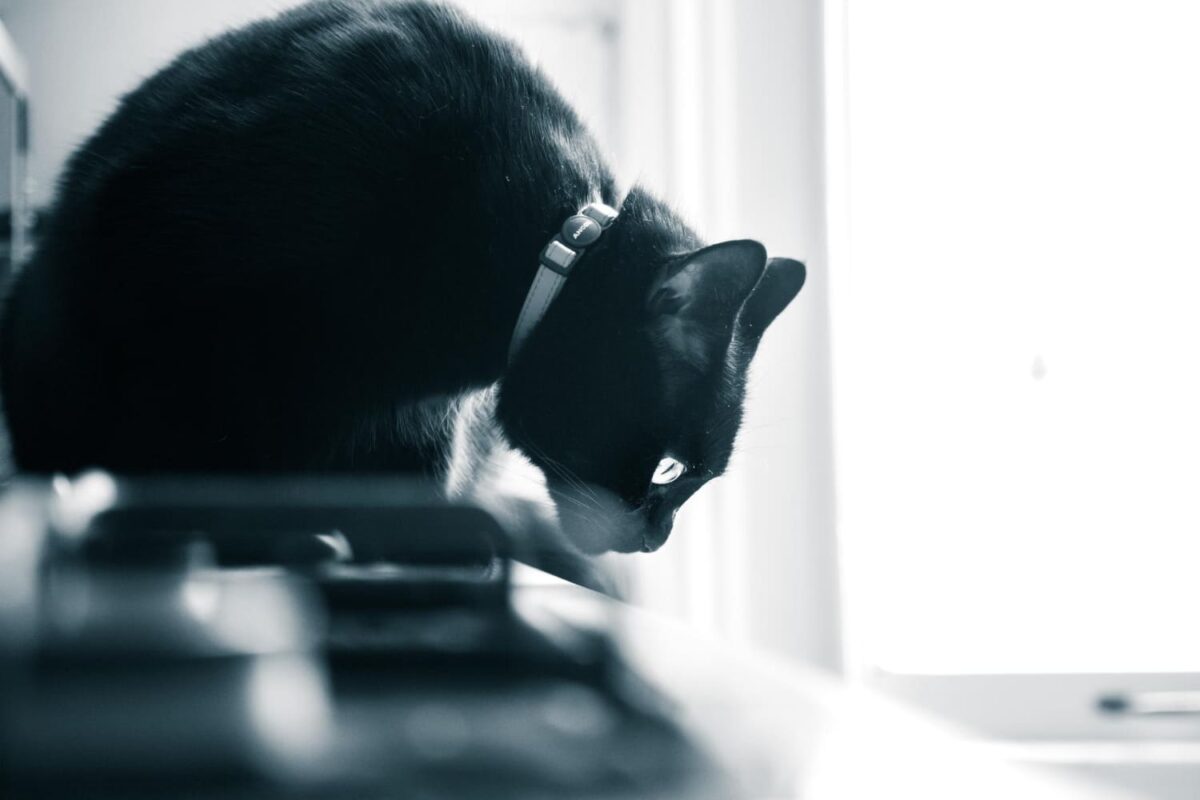 Katės depresijos požymiai. Katės emocine būseną gali paveikti įvairūs veiksniai.