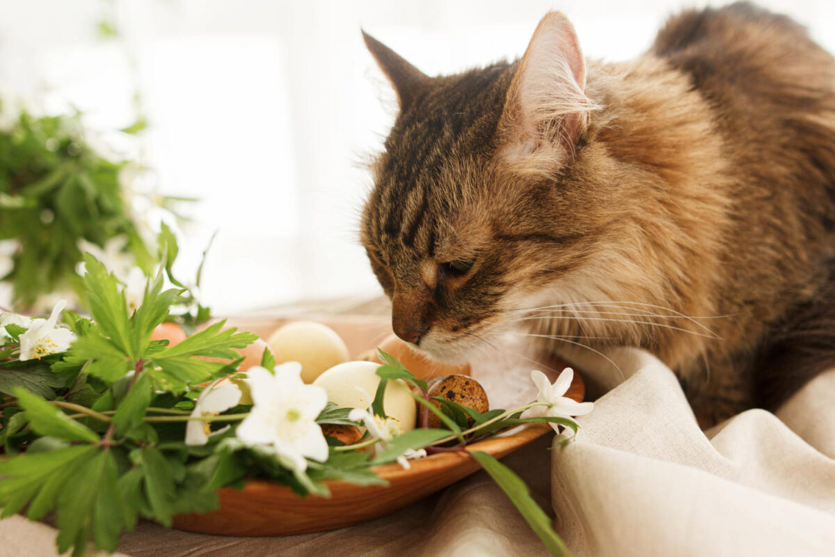 Katės maistas pavasarį. Katė.