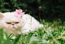 Veterinarai atsako, ar pavasarį reikėtų keisti katės maistą Katės maistas pavasarį.