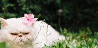 Veterinarai atsako, ar pavasarį reikėtų keisti katės maistą Katės maistas pavasarį.