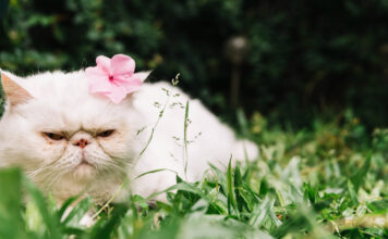 Veterinarai atsako, ar pavasarį reikėtų keisti katės maistą Katės maistas pavasarį.