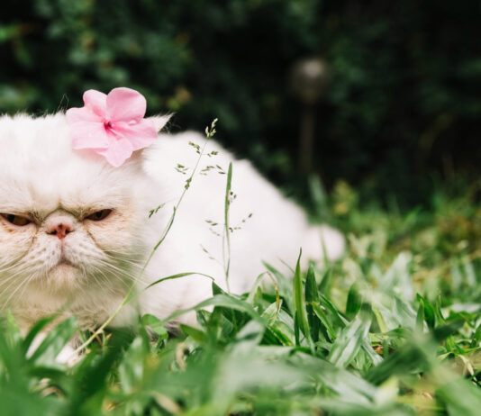 Veterinarai atsako, ar pavasarį reikėtų keisti katės maistą Katės maistas pavasarį.