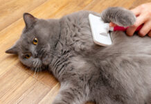 Nauja katė namuose? Šių priežiūros priemonių jums prireiks Katės priežiūros priemonės.