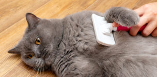 Nauja katė namuose? Šių priežiūros priemonių jums prireiks Katės priežiūros priemonės.