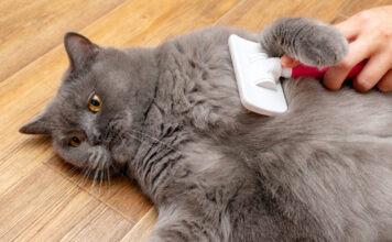 Nauja katė namuose? Šių priežiūros priemonių jums prireiks Katės priežiūros priemonės.