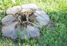 Pamirškite ekskavatorių: kelmų šalinimas be technikos, kuris tikrai veikia Kelmų šalinimas be technikos.