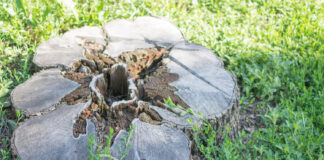 Pamirškite ekskavatorių: kelmų šalinimas be technikos, kuris tikrai veikia Kelmų šalinimas be technikos.