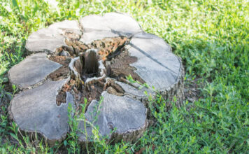Pamirškite ekskavatorių: kelmų šalinimas be technikos, kuris tikrai veikia Kelmų šalinimas be technikos.