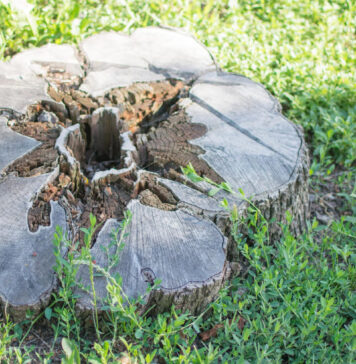 Pamirškite ekskavatorių: kelmų šalinimas be technikos, kuris tikrai veikia Kelmų šalinimas be technikos.