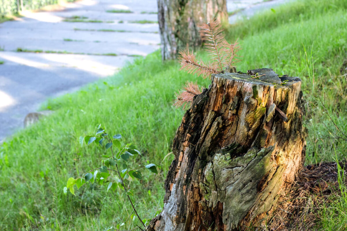 Kelmų šalinimas be technikos. Supuvęs kelmas.