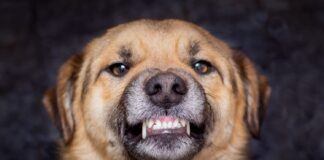 Ar žinojote, kiek dantų turi šuo? Atsakymas gali nustebinti Kiek dantų turi šuo.