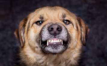 Ar žinojote, kiek dantų turi šuo? Atsakymas gali nustebinti Kiek dantų turi šuo.