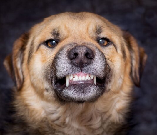 Ar žinojote, kiek dantų turi šuo? Atsakymas gali nustebinti Kiek dantų turi šuo.