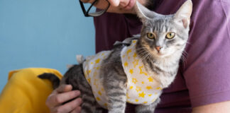 Kiek laiko katė gyja po kastracijos: ką turi žinoti šeimininkai Kiek laiko katė gija po kastracijos.