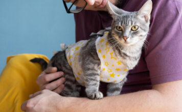 Kiek laiko katė gyja po kastracijos: ką turi žinoti šeimininkai Kiek laiko katė gija po kastracijos.