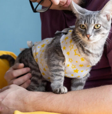 Kiek laiko katė gyja po kastracijos: ką turi žinoti šeimininkai Kiek laiko katė gija po kastracijos.