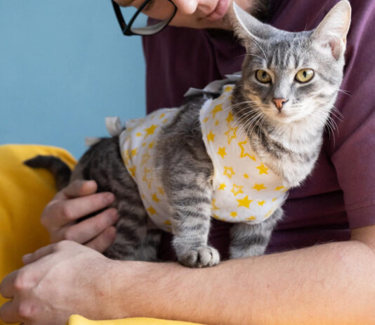 Kiek laiko katė gyja po kastracijos: ką turi žinoti šeimininkai Kiek laiko katė gija po kastracijos.