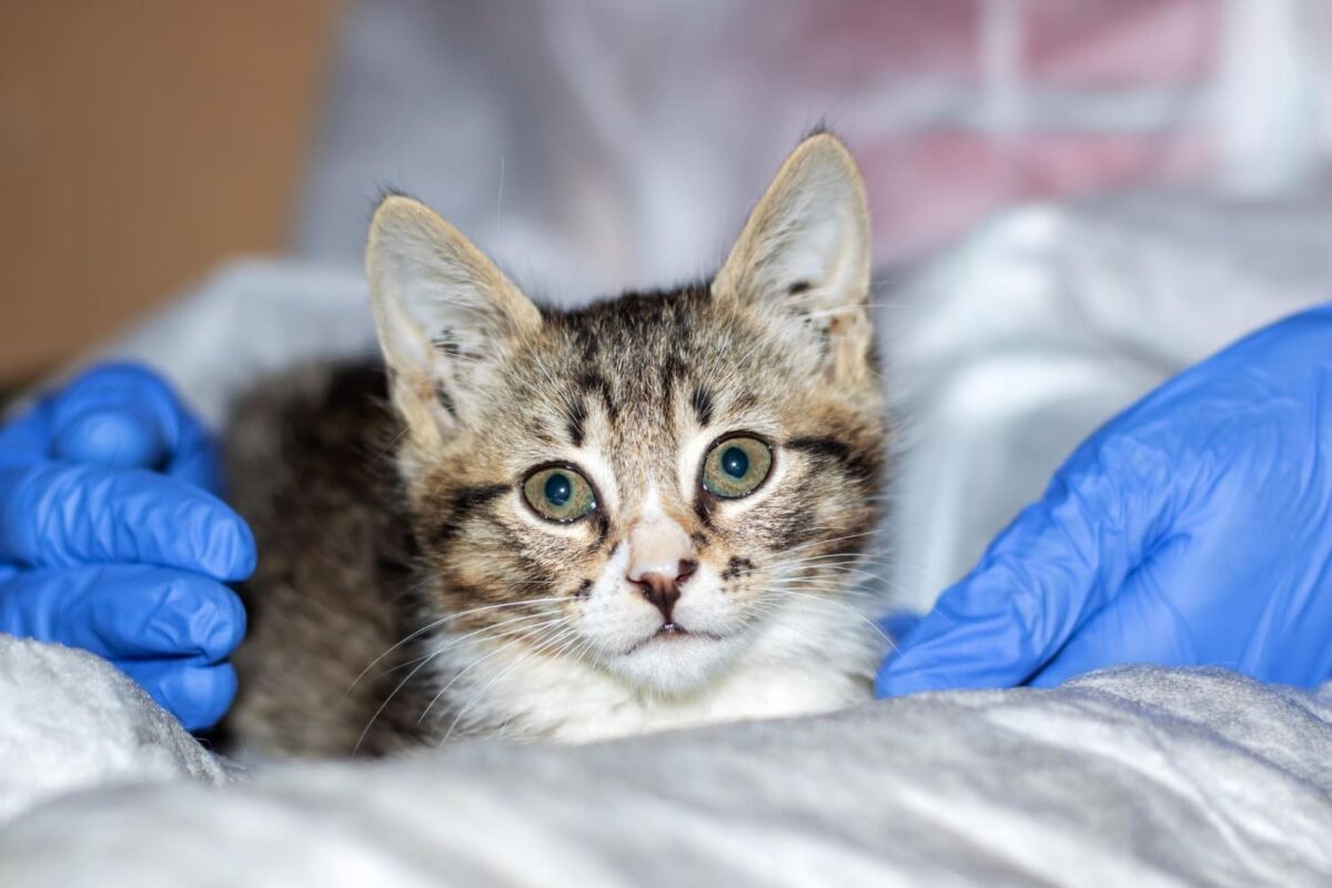 Kiek laiko katė gija po kastracijos. Katė pas veterinarą.