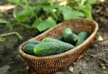 6 klaidos darže, kurios paverčia jūsų darbą beprasmiu Klaidos darže.