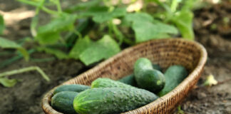 6 klaidos darže, kurios paverčia jūsų darbą beprasmiu Klaidos darže.