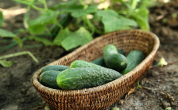 6 klaidos darže, kurios paverčia jūsų darbą beprasmiu Klaidos darže.