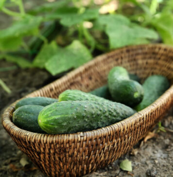 6 klaidos darže, kurios paverčia jūsų darbą beprasmiu Klaidos darže.