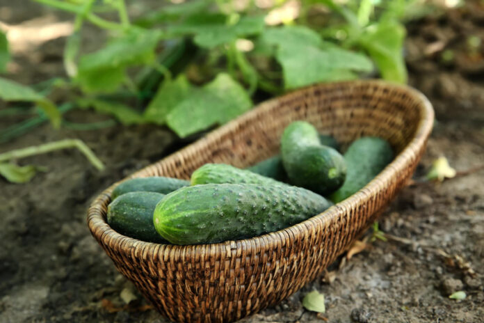 klaidos-darze Klaidos darže.