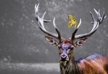 Kodėl briedžiai meta ragus? Atsakymas nustebina daugelį Kodėl briedžiai meta ragus.