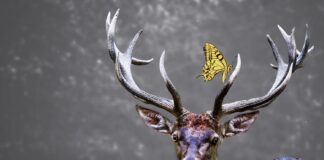 Kodėl briedžiai meta ragus? Atsakymas nustebina daugelį Kodėl briedžiai meta ragus.