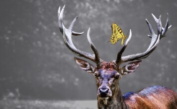 Kodėl briedžiai meta ragus? Atsakymas nustebina daugelį Kodėl briedžiai meta ragus.