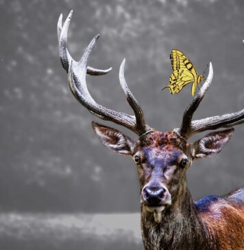 Kodėl briedžiai meta ragus? Atsakymas nustebina daugelį Kodėl briedžiai meta ragus.