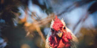 Kodėl anksčiau žmones ryte žadindavo gaidžiai? Kodėl gaidžiai gieda ryte.