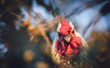 Kodėl anksčiau žmones ryte žadindavo gaidžiai? Kodėl gaidžiai gieda ryte.