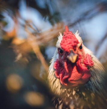 Kodėl anksčiau žmones ryte žadindavo gaidžiai? Kodėl gaidžiai gieda ryte.