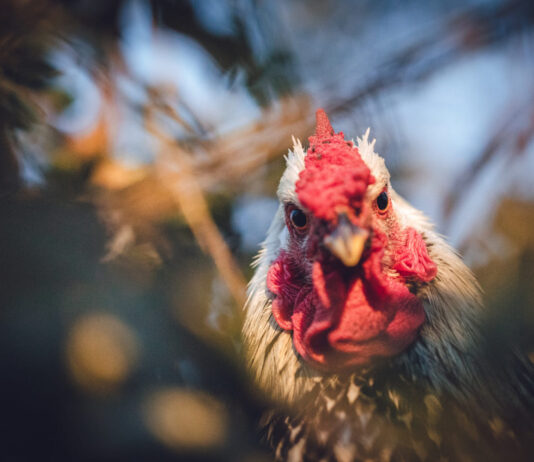 Kodėl anksčiau žmones ryte žadindavo gaidžiai? Kodėl gaidžiai gieda ryte.