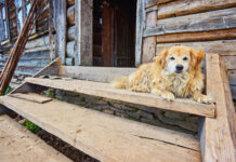 Kodėl seniau beveik kiekviename kaime buvo daug šunų? Kodėl kaimuose buvo daug šunų.