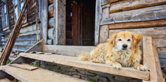 Kodėl seniau beveik kiekviename kaime buvo daug šunų? Kodėl kaimuose buvo daug šunų.